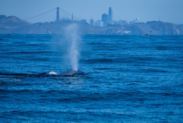 A humpback whale spouting against the backdrop of San Francisco and the Golden Gate Bridge.