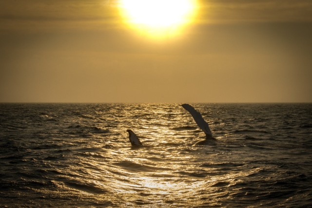 Whale Watching Cape Cod